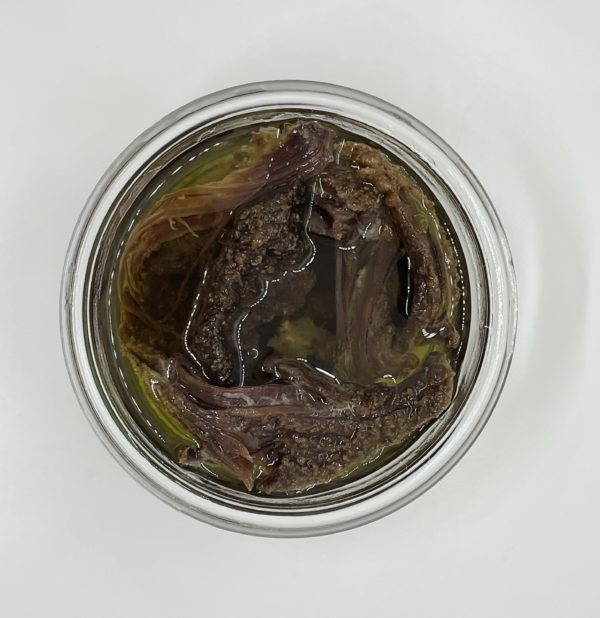 KHLII HUILE D'OLIVE – Image 2